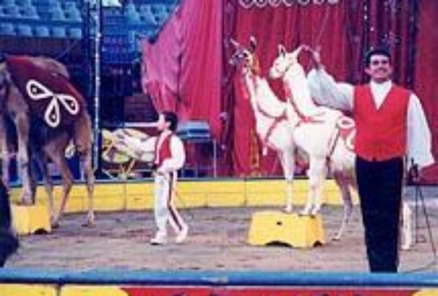 The animal trainer Jim Garner and his son working with the llamas and a camel.