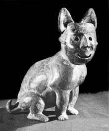 Xoloitzcuintli 