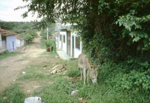 Copoya, Chiapas