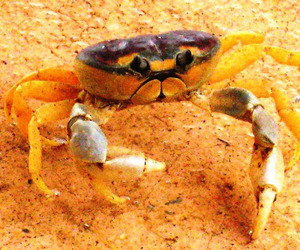 The ubiquitous land crab — about the size of the palm of a hand © Barbara Sands, 2010