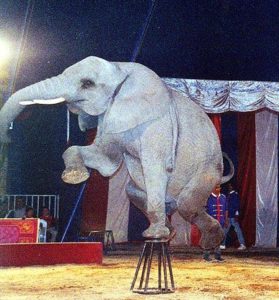 Mexico's Vazquez Hermanos Circus