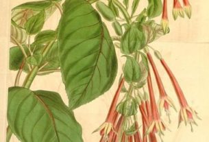 Fuchsia fulgens