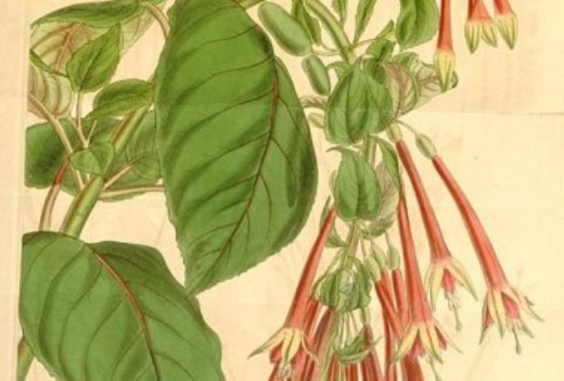 Fuchsia fulgens