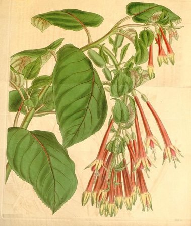 Fuchsia fulgens