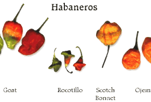 habaneros