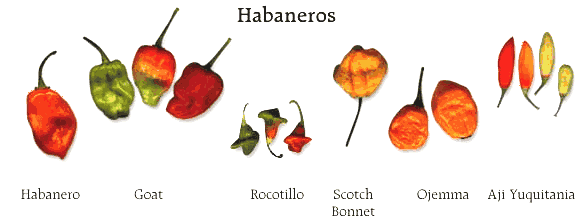 habaneros