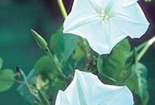 Morning Glory (Moonflower) vine