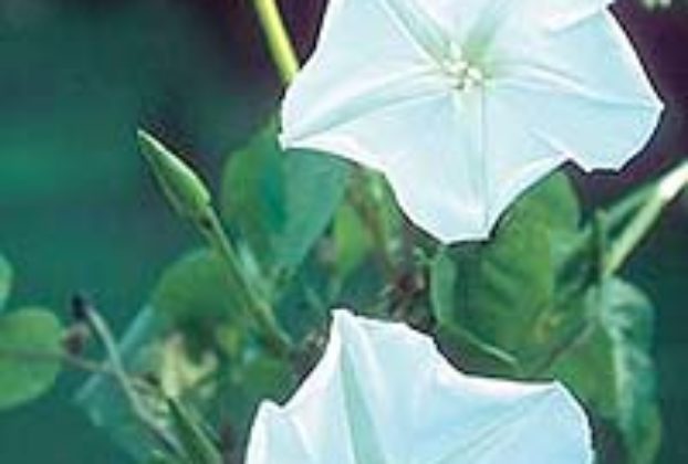 Morning Glory (Moonflower) vine