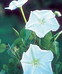 Morning Glory (Moonflower) vine