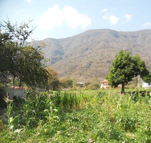 A family corn patch near Jocotepec © Daniel Wheeler, 2014