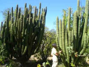A few kilometers before you enter El Triunfo is the sign for a Cactus Sanctuary. The sanctuary is on the El Rosario ejido, six kilometers from the highway along a graded road and houses a variety of different kinds of cacti in its six hectares (15 acres). Photo by Trevor Burton