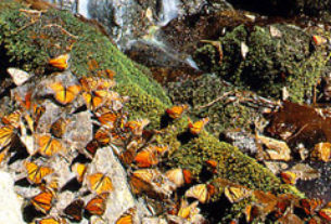 Monarch butterflies in a Michoacan sanctuary © Tony Burton, 1997