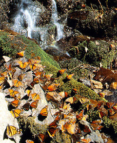 Monarch butterflies in a Michoacan sanctuary © Tony Burton, 1997