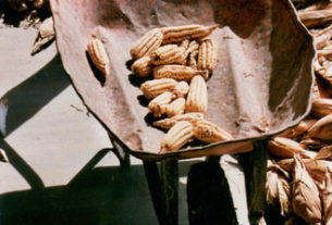 Corn drying in a Oaxaca milpa © Megan Schlow, 2009