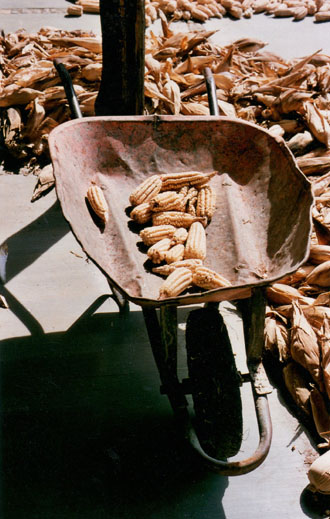 Corn drying in a Oaxaca milpa © Megan Schlow, 2009