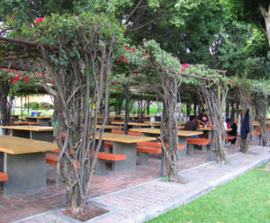 Bugainvillea arbors wich ar abundant in this region of Mexico, dress up all of the park's picnic areas. © Julia Taylor 2008