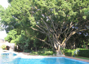A majestic old tree whispers of the Mexican colonial past with leaves that rustle in the wind. © Julia Taylor 2008