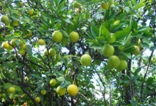 Orange tree in Mexico © Sergio Wheeler, 2011