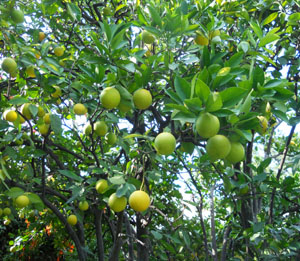 Orange tree in Mexico © Sergio Wheeler, 2011