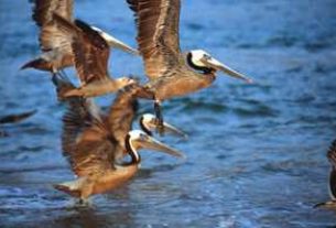 Pelicans