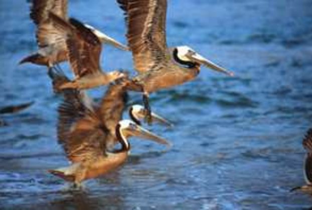 Pelicans