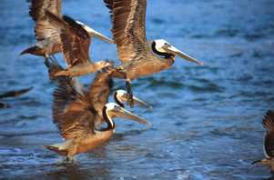 Pelicans