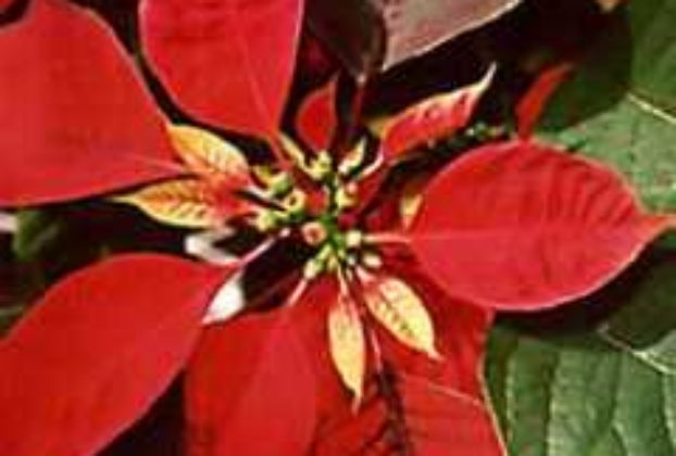 Red Poinsettia © Tony Burton, 1999