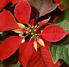 Red Poinsettia © Tony Burton, 1999