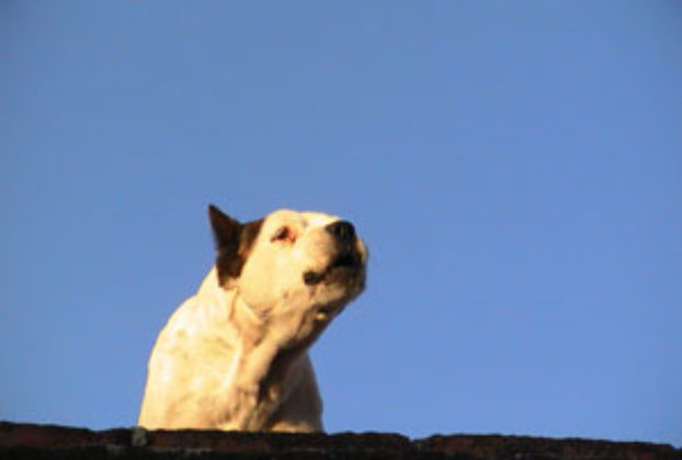 Watchdog on the roof in Teotitlan del Valle © Ron Mader, 2010