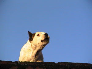 Watchdog on the roof in Teotitlan del Valle © Ron Mader, 2010