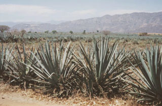 Blue agave