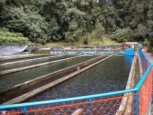 Parque Nacional Eduardo Ruiz - Trout Hatchery