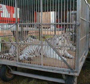 White Bengal Tigers