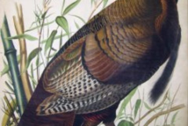 Wild Turkey, Meleagris gallopavo Painting by John James Audubon, 1830