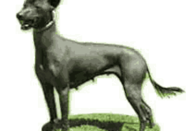 Xoloitzcuintli