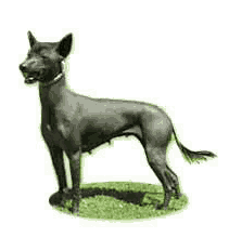 Xoloitzcuintli 