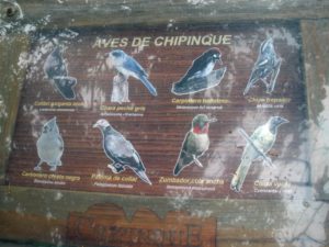Many species of birds can be observed in Chipinque. © Joseph A. Serbaroli, Jr. 2020