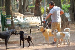 Dog Walker in Condesa, Mexico City