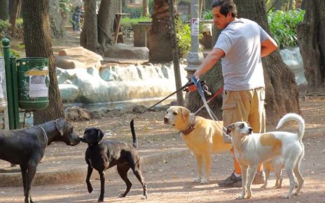 Dog Walker in Condesa, Mexico City