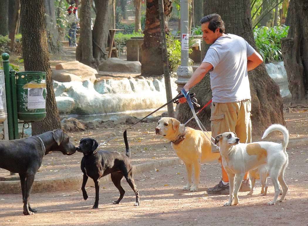 Dog Walker in Condesa, Mexico City