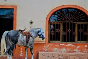 Viñedos Aztecas horse © 2021 Jane Simon Ammeson