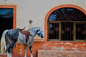Viñedos Aztecas horse © 2021 Jane Simon Ammeson