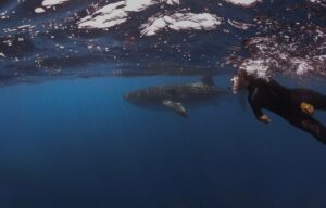Whale shark at close quarters, Isla Holbox, Mexico © Ryan Biller, 2021