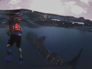 Tourist observes a whale shark at close quarters, Isla Holbox, Mexico © Ryan Biller, 2021