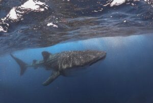 Whale shark approaching, Isla Holbox, Mexico © Ryan Biller, 2021