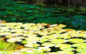 Cenote Xlacah, one of the deepest and largest cenotes in the Yucatán Peninsula. © 2022 Jane Simon Ammeson