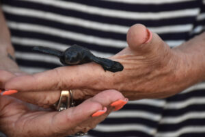 Baby Olive Ridley turtle. © Joseph Sorrentino, 2022