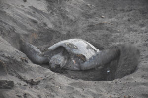 Female turtle burying her nest © Joseph Sorrentino, 2022