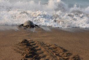 Female turtle at the water's edge, moments before a wave took her out to sea. © Joseph Sorrentino, 2022