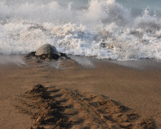 Female turtle at the water's edge, moments before a wave took her out to sea. © Joseph Sorrentino, 2022